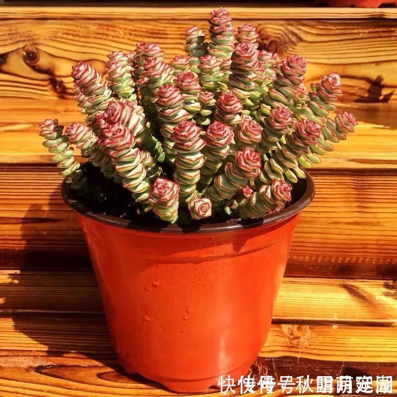 叶片|八种命里带“钱”的植物，家里养一盆，招财又旺运，你家养了几种