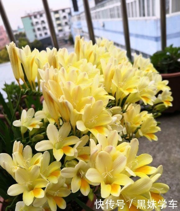 “天价”的兰花,比不上这种“土兰花”,香气飘十里,七仙女下凡!