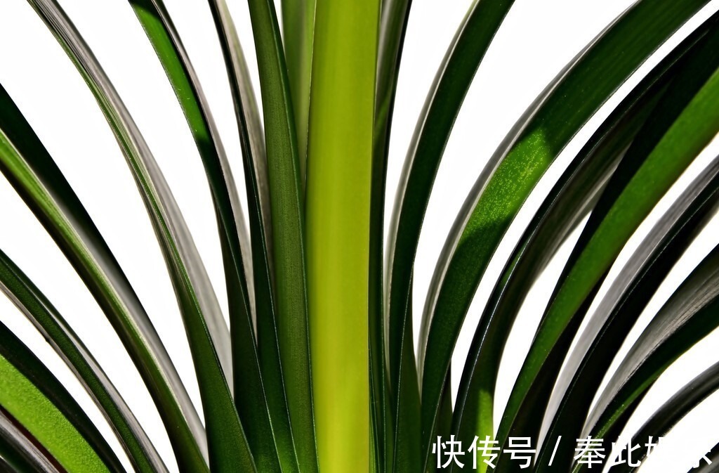 君子兰长得好不好，不在于开不开花，而在于这三个地方