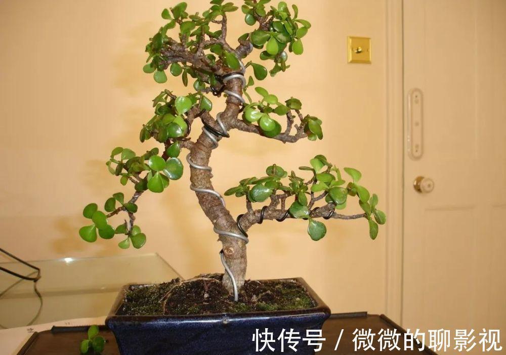 5种公认的富贵花，适合养客厅，贵气又吉祥，有钱人家都爱养