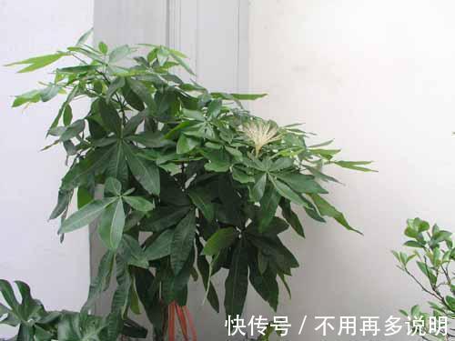 富贵竹|“6种旺财花”，房子小也要养1盆，开花更是好兆头，富贵吉祥