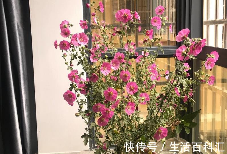 全年|绿化植物之一小木槿,开花堪比机器,好看又好养,全年无休