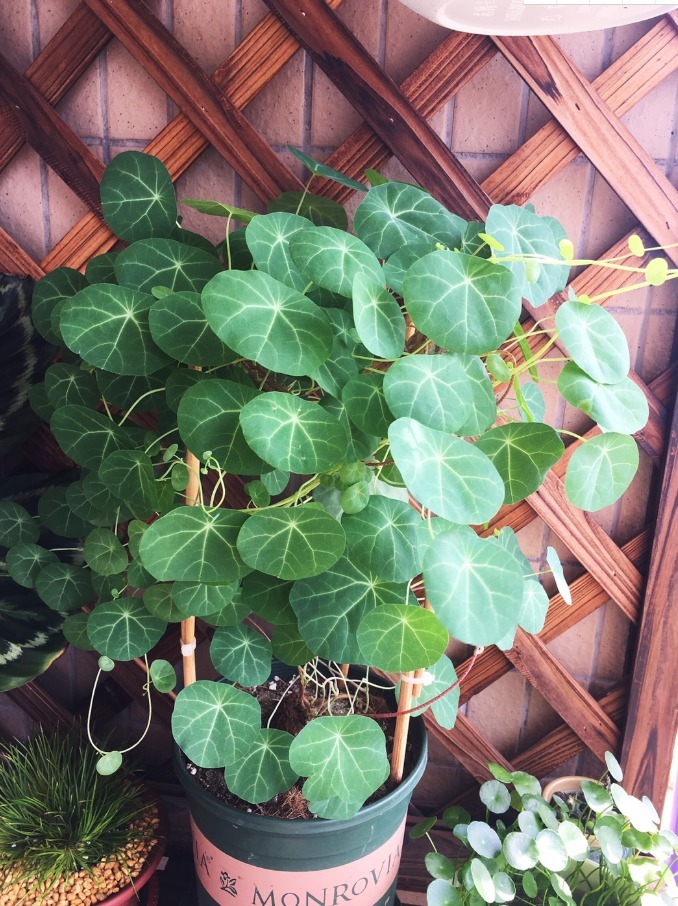 山中草药“金不换”,叶子圆圆能聚财,人人都抢着养!