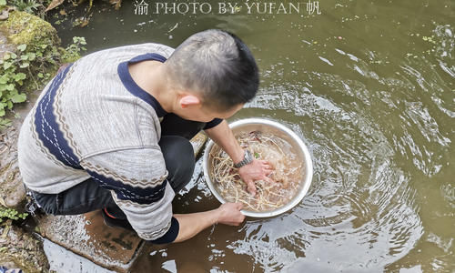 折耳根是云贵川菜系的灵魂，有人却说吃它差点成工伤，你喜欢吗？