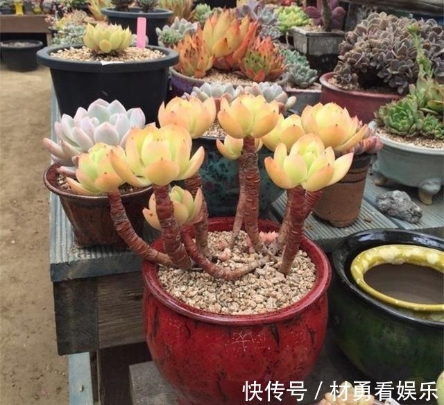 病虫害|进入夏季，“多肉党”做好这3步，防止多肉“穿裙子”，一学就会