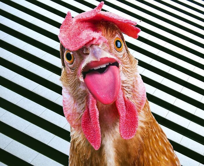 白雪公主!一组艺术家的疯狂照片拼贴画,白雪公主喝多也吐,建国的发现