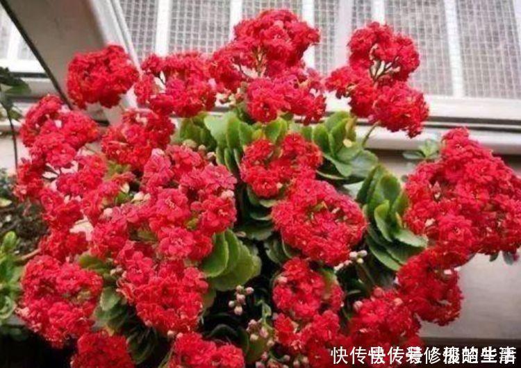 天竺葵|4种花养在客厅超美的，好养易活不招虫，一开花就爆盆