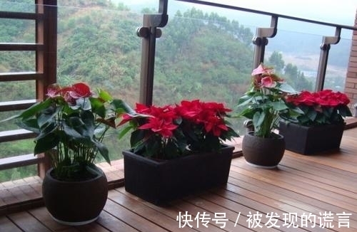 养不黄叶|买回家的红掌这么养不黄叶一直开花