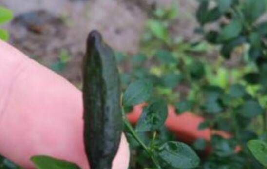 打赌|考验眼力的4种奇葩水果,指橙上榜,打赌你最多认识二种