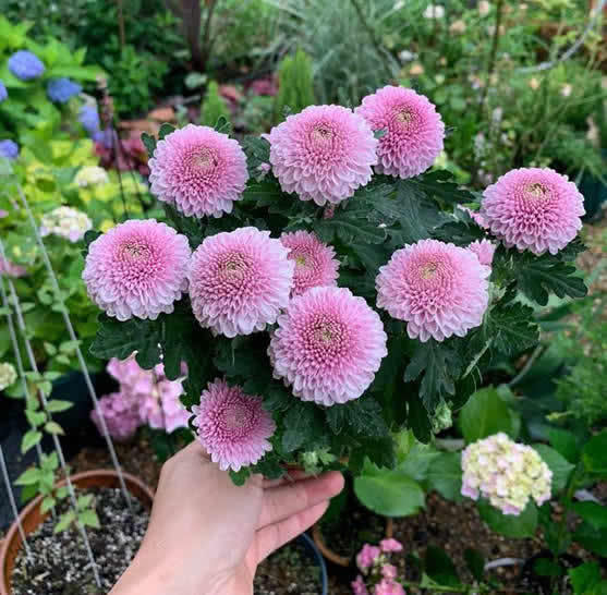 喜欢养花，不如养盆太阳花，颜色艳丽，开花多，耐热耐晒