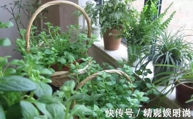 浇灌|胡大妈养“兰花”,用一种令人厌恶的“营养液”,1盆养成20盆