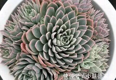 护手霜|多肉植物紫罗兰女王,用上3种护肤品,瞬间美出天际,好看