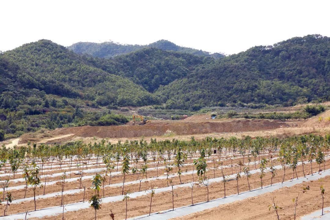 翅膀|红樱桃为乡村振兴插上“金翅膀”！