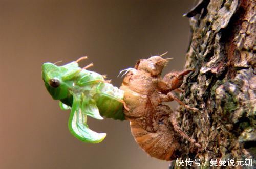 苔黄|皮肤瘙痒试试这几个药茶方需要惠存，一起来了解一下吧