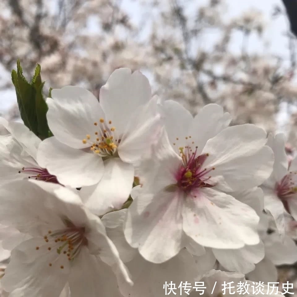 郑朝晖:物是人非背后的人生况味——晏殊《破阵子》读后