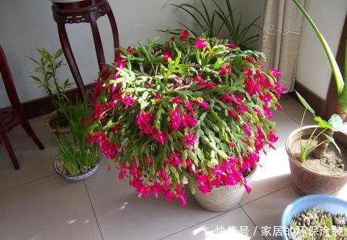 开花|养花修剪小技巧,长寿花蟹爪兰,只需剪一剪,年年开花不断