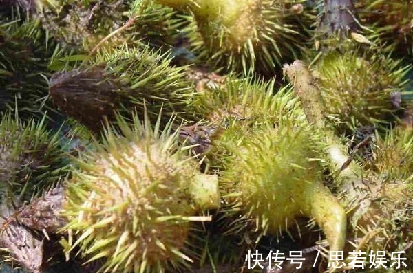 水中人参, 水里捞起来一斤卖十几块钱, 剥开一斤价格达到八十多