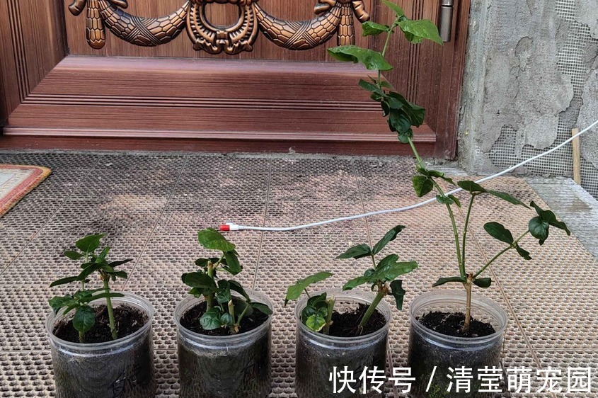 养虎头茉莉,天热处理好这3点,天一转凉,盆栽状态越来越好