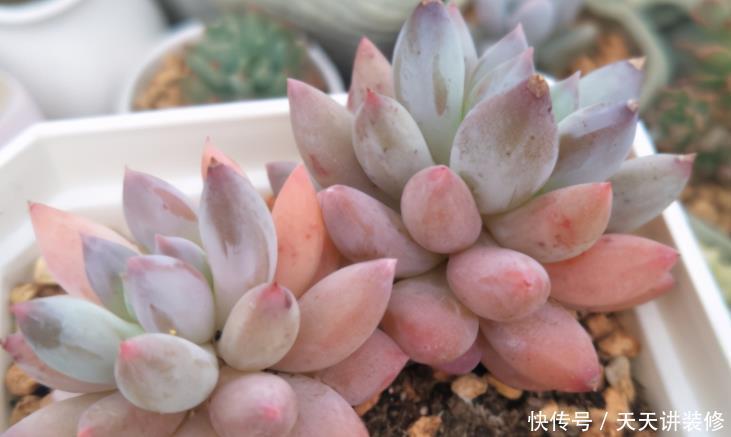 花盆|夏养多肉做好3点,黑腐化水问题不上门