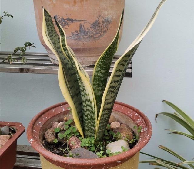 养护|2种常见的花卉,养护起来简单省心,摆放在家里漂亮又美观