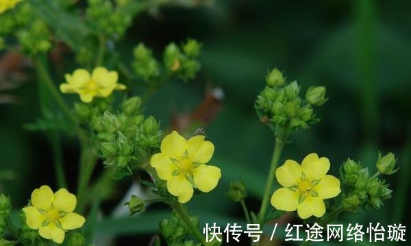 白草|农村随处可见的翻白草是是治疗糖尿病的良药