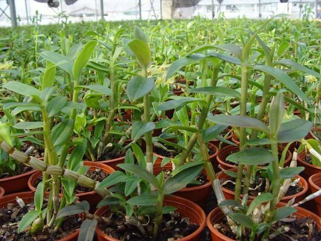 这5种花,都是老中医的最爱,个个都养人,看看你养了哪种