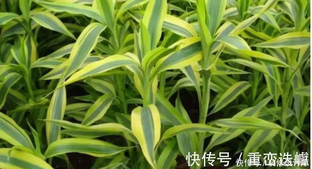 厕所|卫生间放一盆这个植物，异味全跑光，绿意盎然又芬芳
