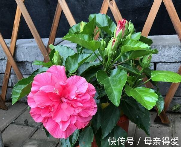 3种花摆阳台,好养易管理,能够一年四季开花不断