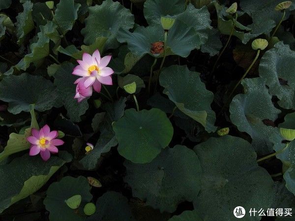 秋天|2021立秋时间表，立秋以后多吃“立秋五宝”，应季而食顺利入秋