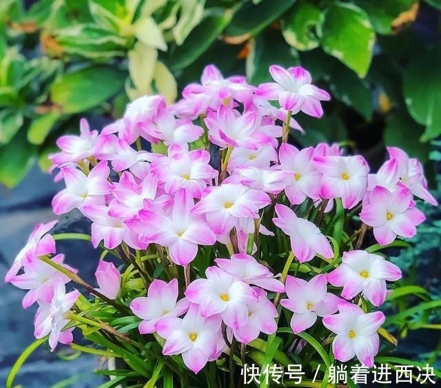 植株|这种花超好养,不怕日晒雨淋,家里养几盆,繁花满枝,清新又养眼