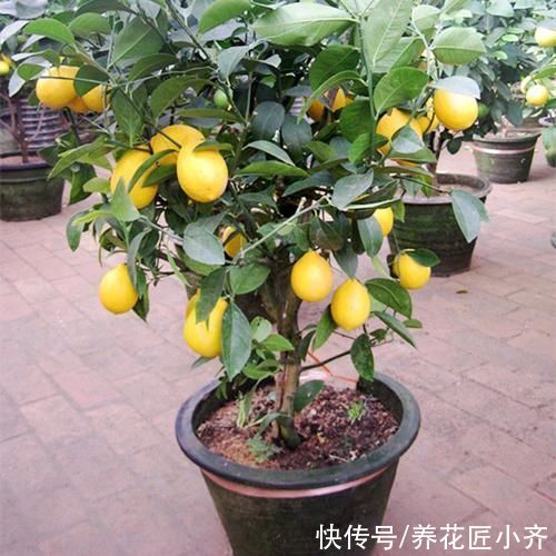 叶绿|盆栽柠檬养不好？记住它有“4怕”，避免才能叶绿结果多