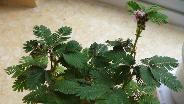 养花要“留心”,这4种花万万别养,个个是“毒花”,白送也别要