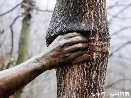孤独|世界上最“孤独”的手,紧握树干半个世纪从未松开,原因让人感叹