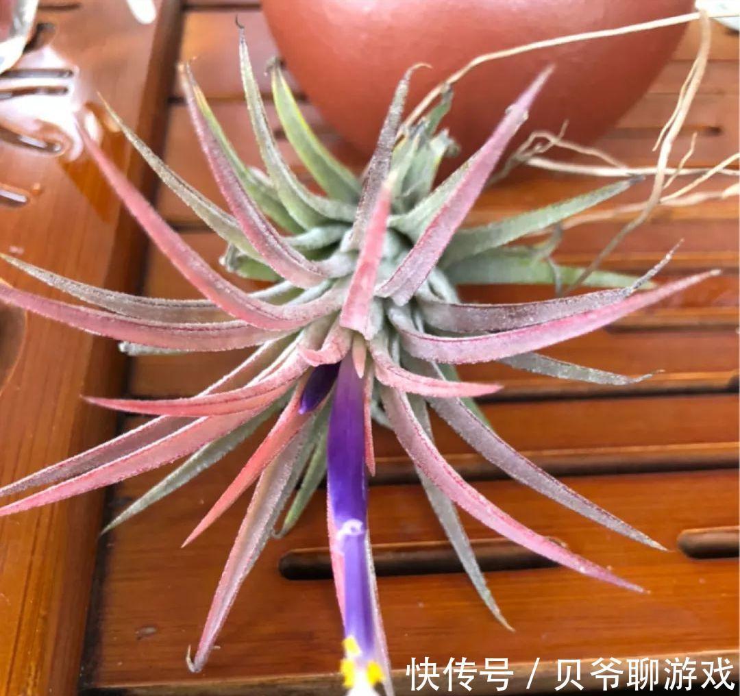 常春藤|9种流行“网红花”,挂起来更漂亮,串串花墙,垂下2米长