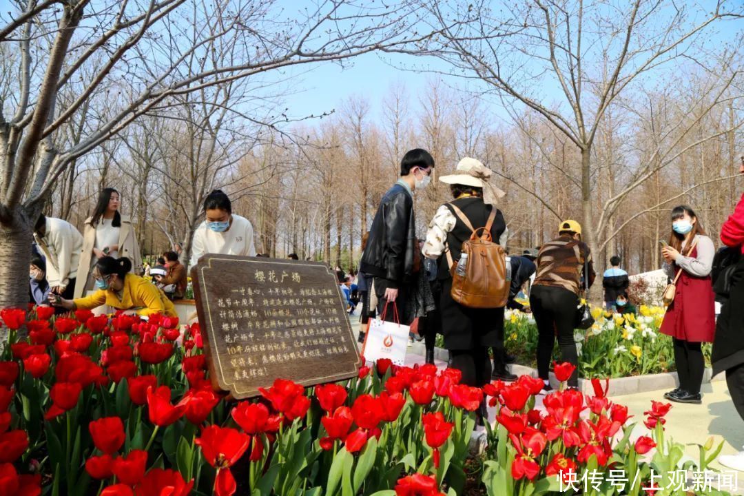 超20万游客到宝山顾村公园！上海樱花节首个周末迎来客流高峰