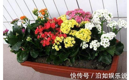 翻倍|长寿花这样修剪，剪一盆旺一盆，枝叶翻倍蹭蹭长，每年开花都爆盆