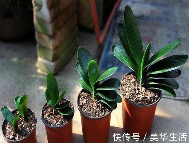 君子兰小苗这样养,叶多、翠绿肥厚,根系足,一年就能养开花