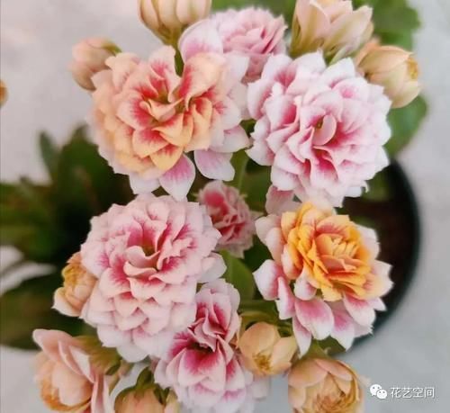 这6种花,浇水越多死的越快,千万管住手,少浇水长得旺