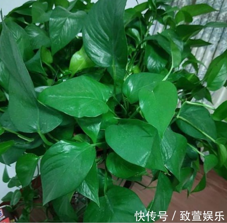 烂根|悄悄告诉你,盆里撒点“它”,不花1分钱,不黄叶烂根,养啥都旺