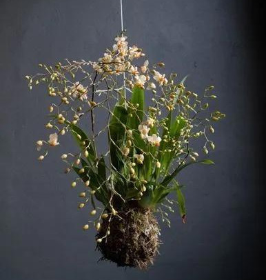 室内绿植种花不用盆，揉一个小球吊起来就让家里美翻