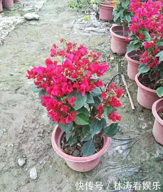 花盆|三角梅不开花教你“3法”,给它“摘心剪发”,年年开花爆满盆
