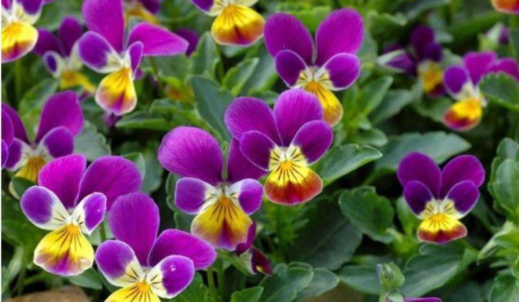 4种花卉,花期超长的,随便养一种,家里赏花一整年