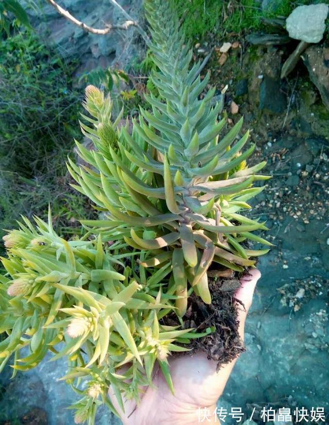 石头缝里的“野多肉”,看到挖几棵,种盆里,能长一大片,美死了