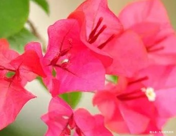 家养三角梅总是难开花养花30年的大爷手把手教你花开爆满盆