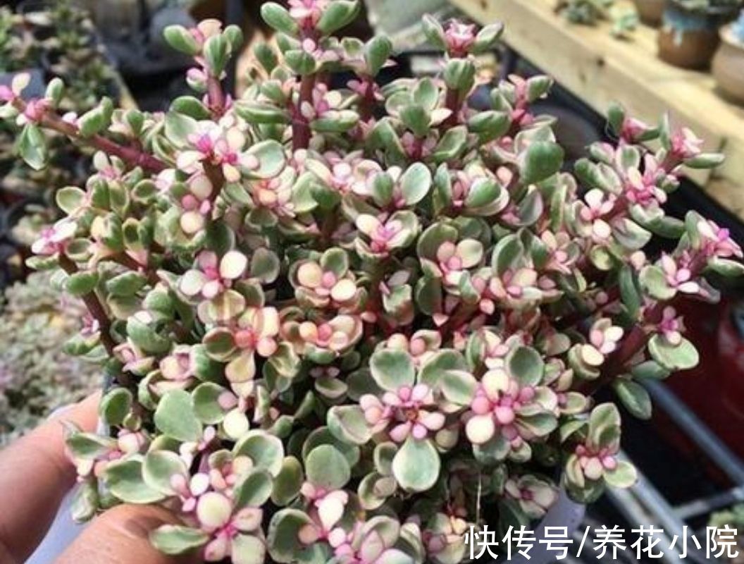 养多肉雅乐之舞，避开4个“错误”，长得旺盛，叶子饱满翠绿