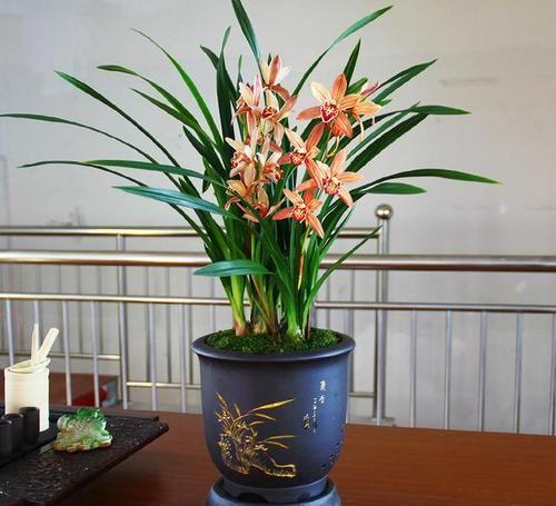  香味|四季花开不断的兰花，花色柔美，香味不输名牌香水，比野草还好养