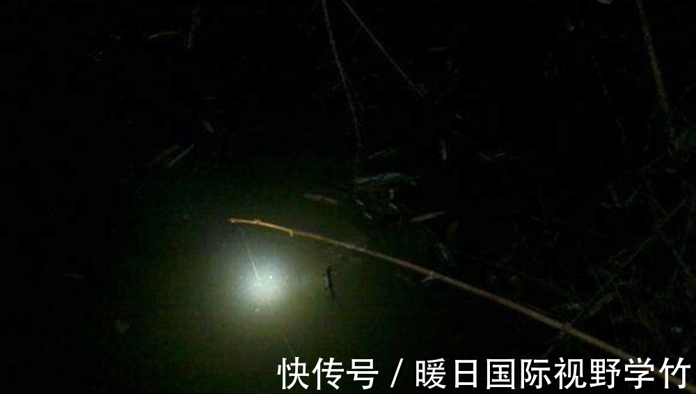 鲶鱼|盛夏“桩钓”黑鱼、鲶鱼技巧,越是简单的钓法,其实往往越是有效