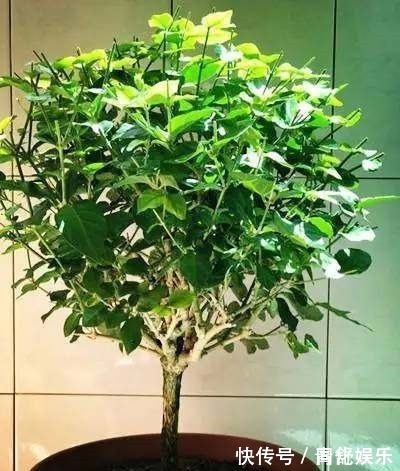 大爷|大爷一盆茉莉养30多年,他只做了这个小动作,年年开花3次