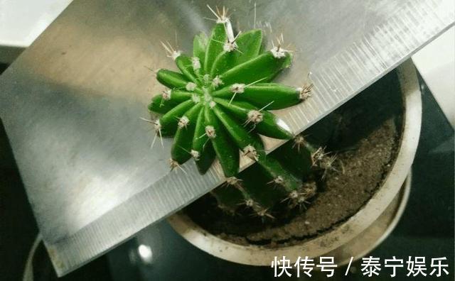 常见的2种花,夏天多“切几刀”,才能呼呼冒“新芽”,翻倍的长