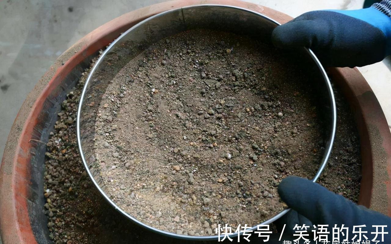 5个养花的基础技能,只有熟练的掌握和灵活的运用,才能养出好花